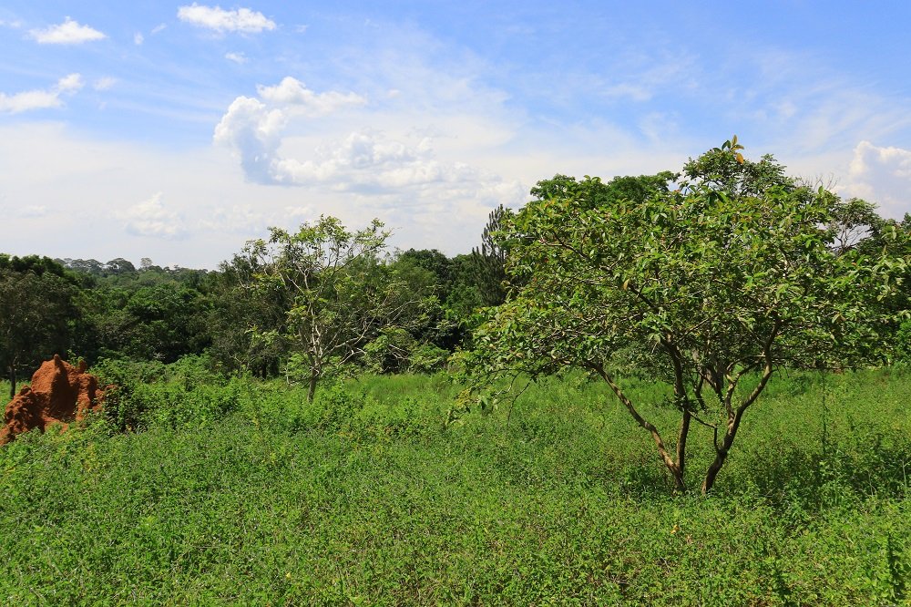 Chakig research activities